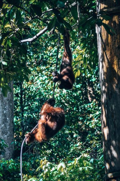 Orang utans in a rescue center in Borneo