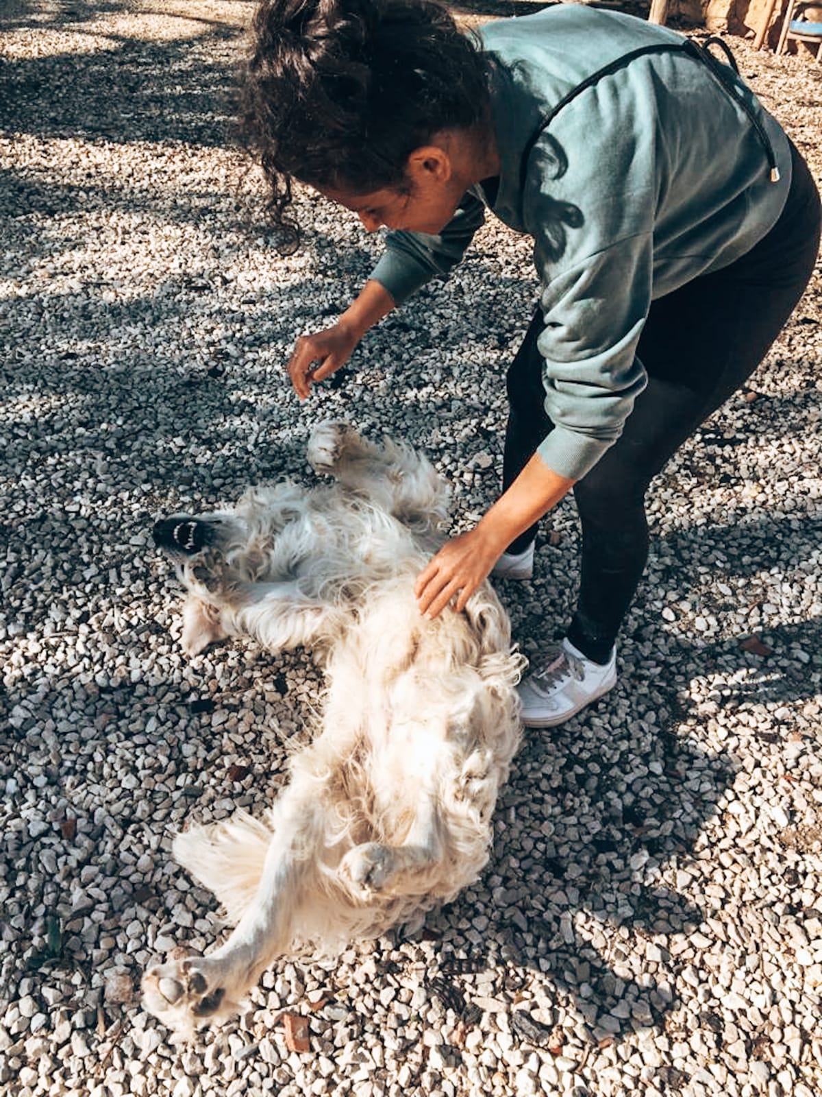 Quinta Fonte Negro | jillonjourney Dog at Quinta Fonte Negro, Algoz