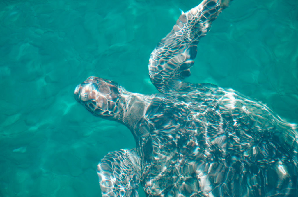 When you plan a sustainable holiday be aware of animal interactions, such as snorkeling trips.