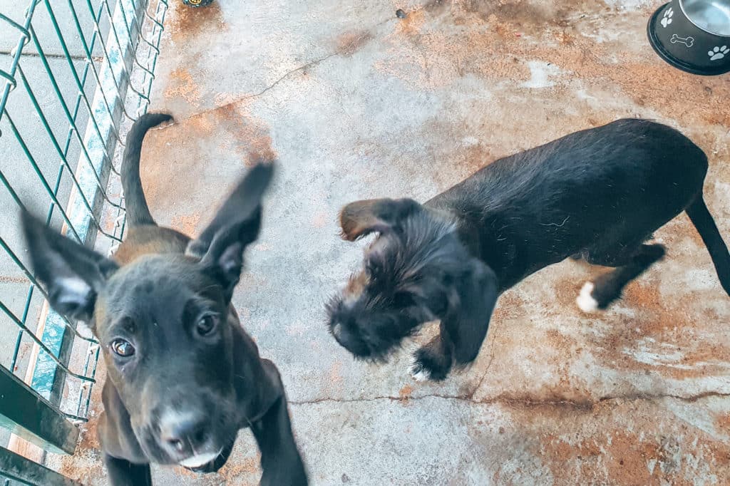 Volunteering with animals / Freiwilligenarbeit mit Tieren