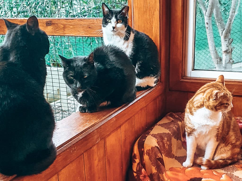 Ethical volunteering with cats