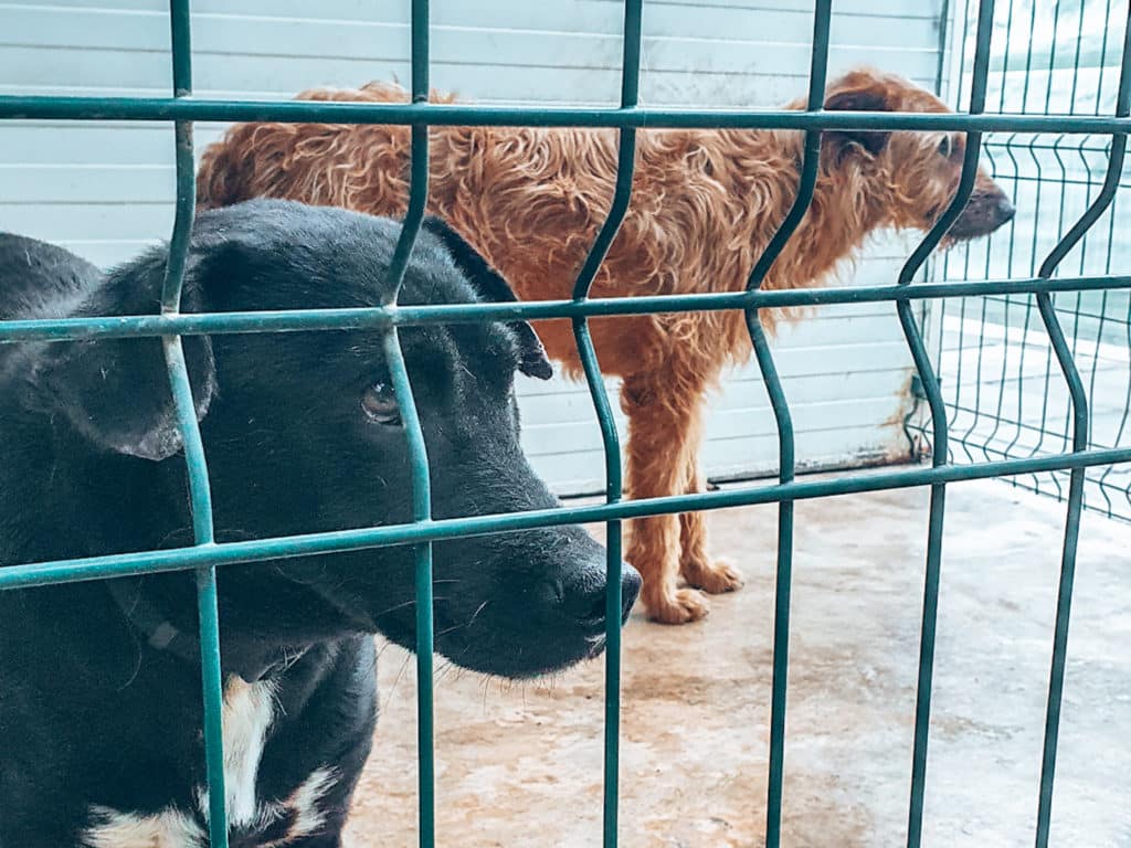 Dogs in an ethical volunteering shelter