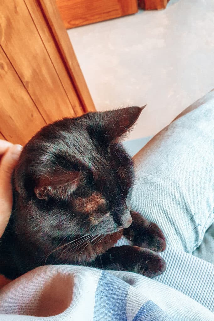 Volunteering-with-animals-jillonjourney-02 Cuddle time with cats / Kuschelzeit mit Katzen