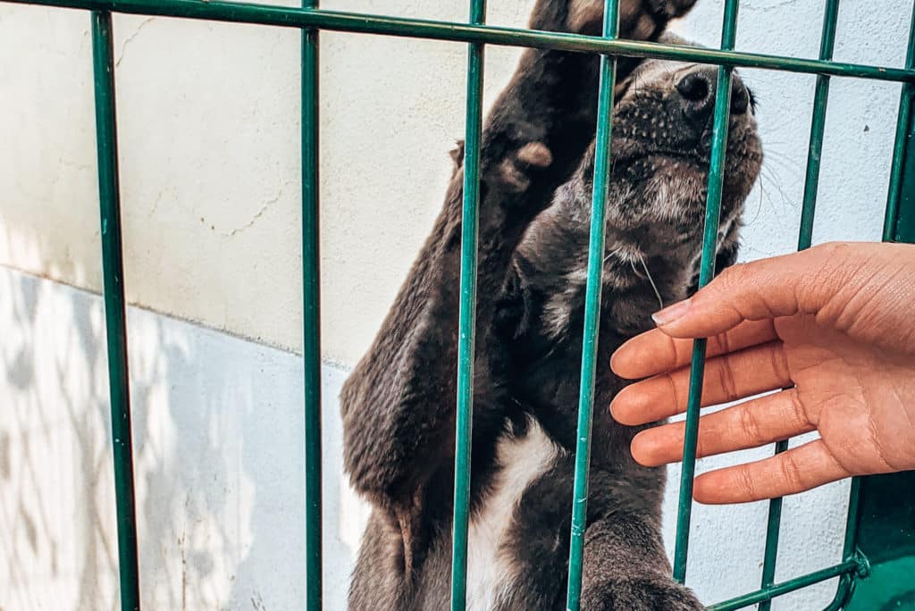 Cuddle time with dogs in an animal shelter / Kuschelzeit mit Hunden im Tierheim