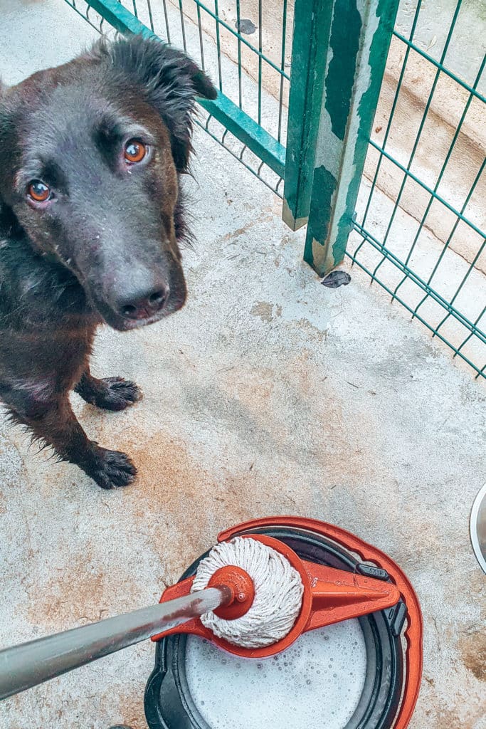 Volunteering-with-animals-jillonjourney-10 Cleaning is a big part of volunteering with animals in a shelter / Putzen gehört zur Freiwilligenarbeit mit Tieren im Tierheim