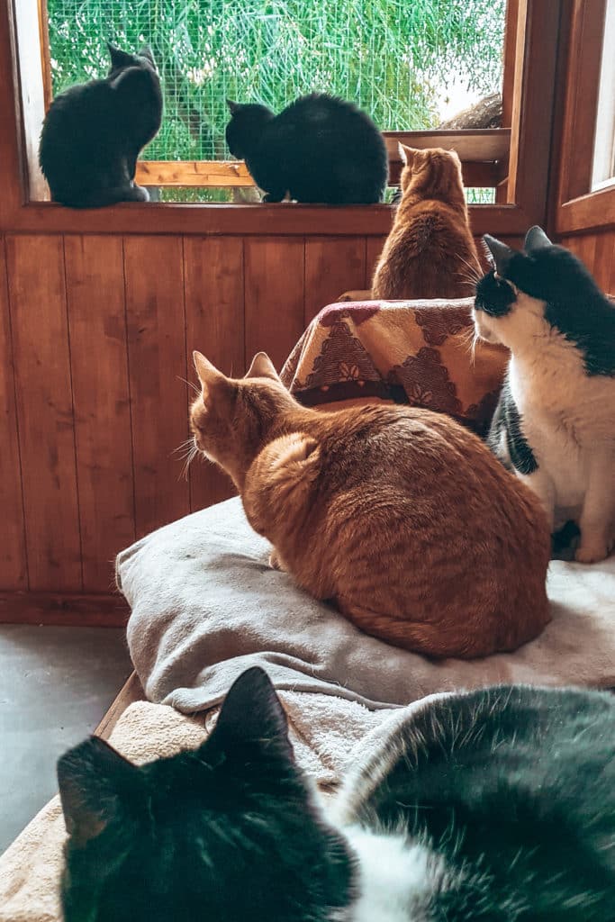 Volunteering-with-animals-jillonjourney-11 Cats in an animalshelter / Katzen im Tierheim