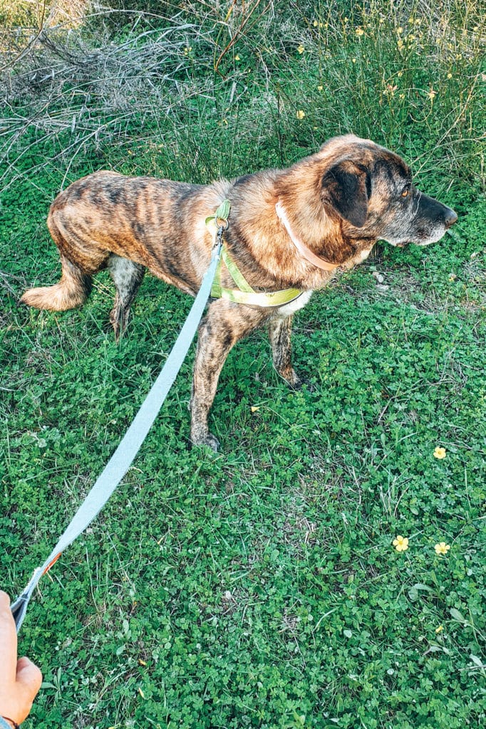 Volunteering-with-animals-jillonjourney-12 Walking a three-legged dog while volunteering / Gassigehen mit einer dreibeinigen Hündin bei der Freiwilligenarbeit im Tierschutz