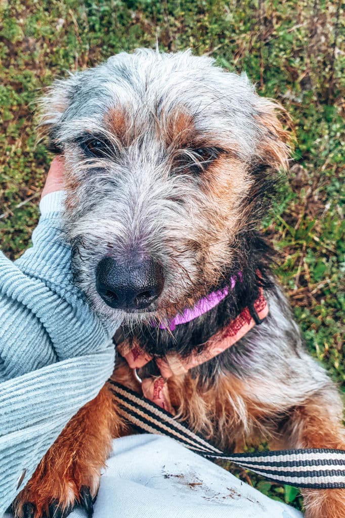 Volunteering-with-animals-jillonjourney-13 Cuddle time with dogs in an animal shelter / Kuschelzeit mit Hunden im Tierheim
