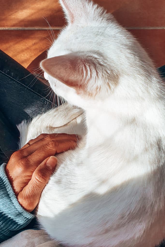 Volunteering-with-animals-jillonjourney-15 Cuddle time with cats in an animal shelter / Kuschelzeit mit Katzen im Tierheim