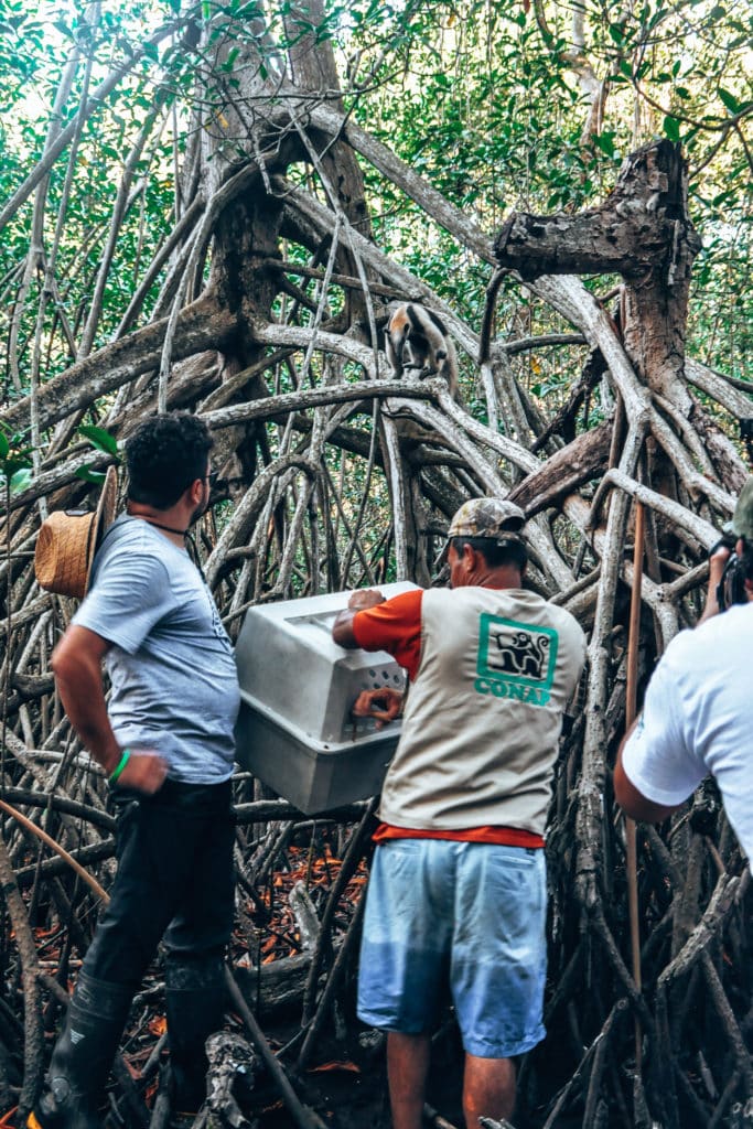 Volunteering with animals at ARCAS Parque Hawaii, Guatemala / Freiwilligenarbeit mit Tieren in Guatemala