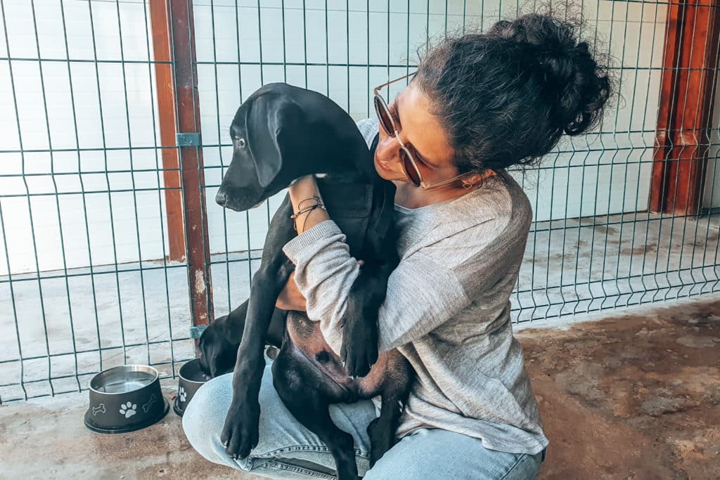 Cuddling with puppies while volunteering with animals / Kuscheln bei der Freiwilligenarbeit mit Tieren