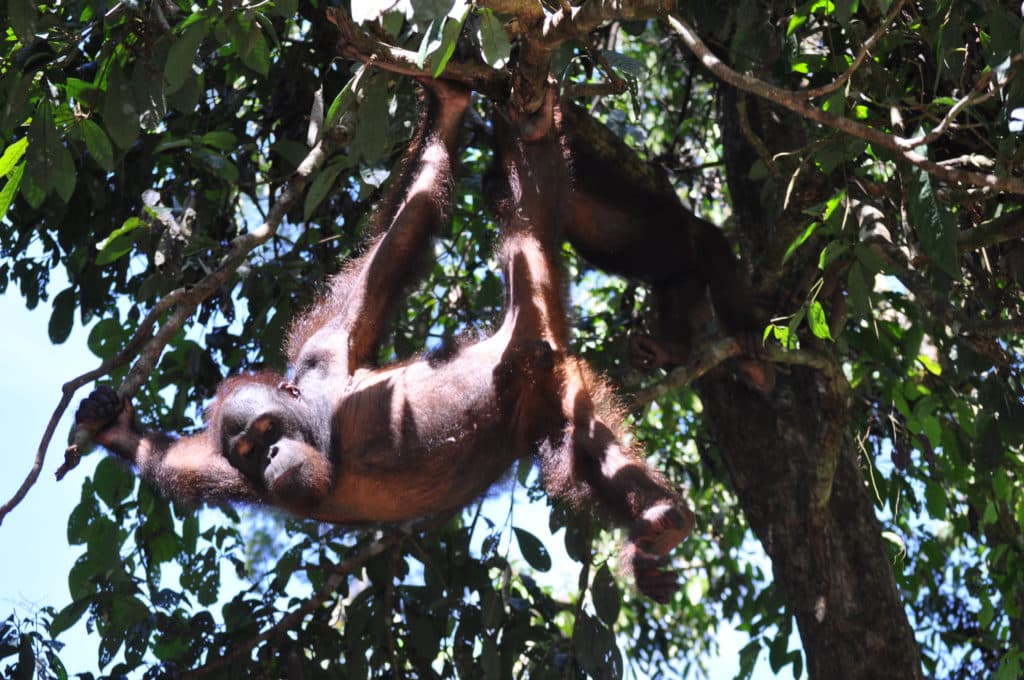 Orangutan in einem Wildlife Sanctuary auf Borneo