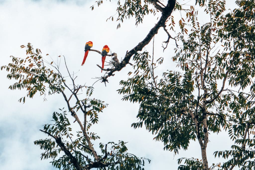 Macaws in Copan, Honduras