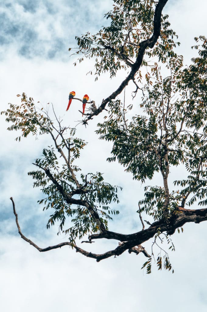 Macaws in Copan, Honduras