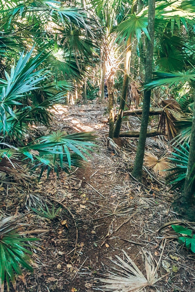 Hiking around Pico Bonito National Park / Wandern im Pico Bonito National Park