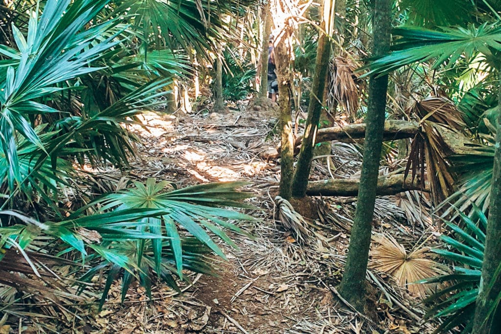 Hiking around Pico Bonito National Park / Wandern im Pico Bonito National Park