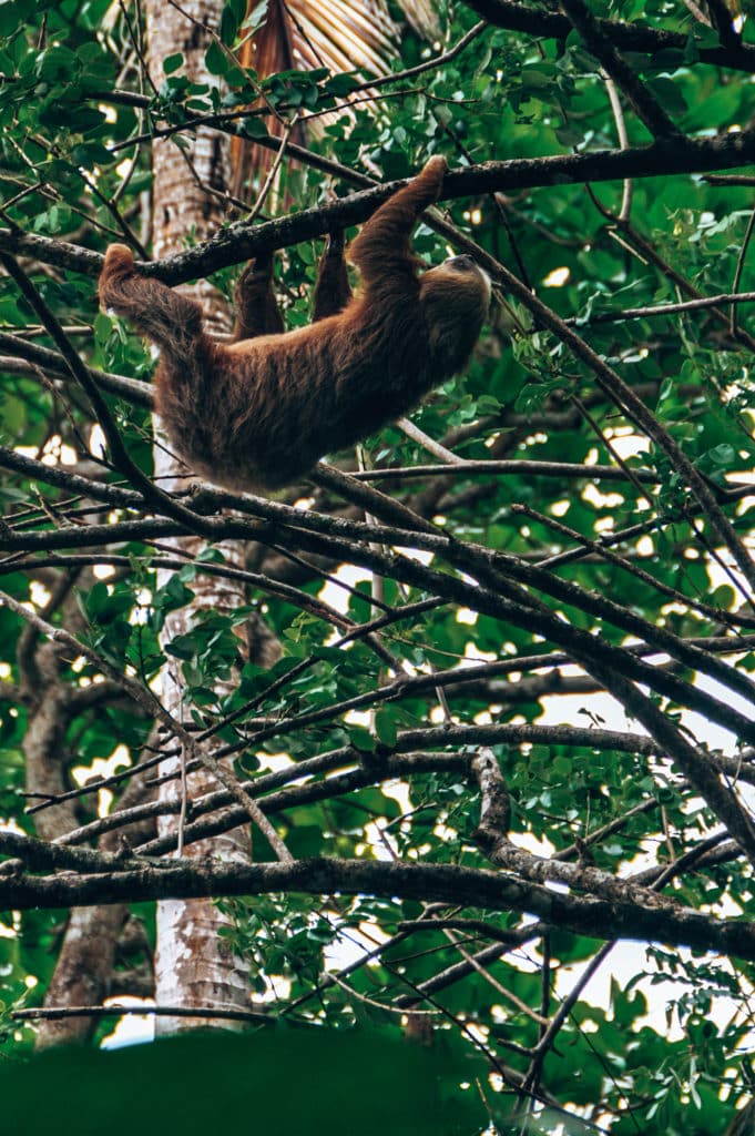 Sloth spotting while backpacking in Nicaragua Faultiere dürfen bei den Costa Rica Reisetipps nicht fehlen