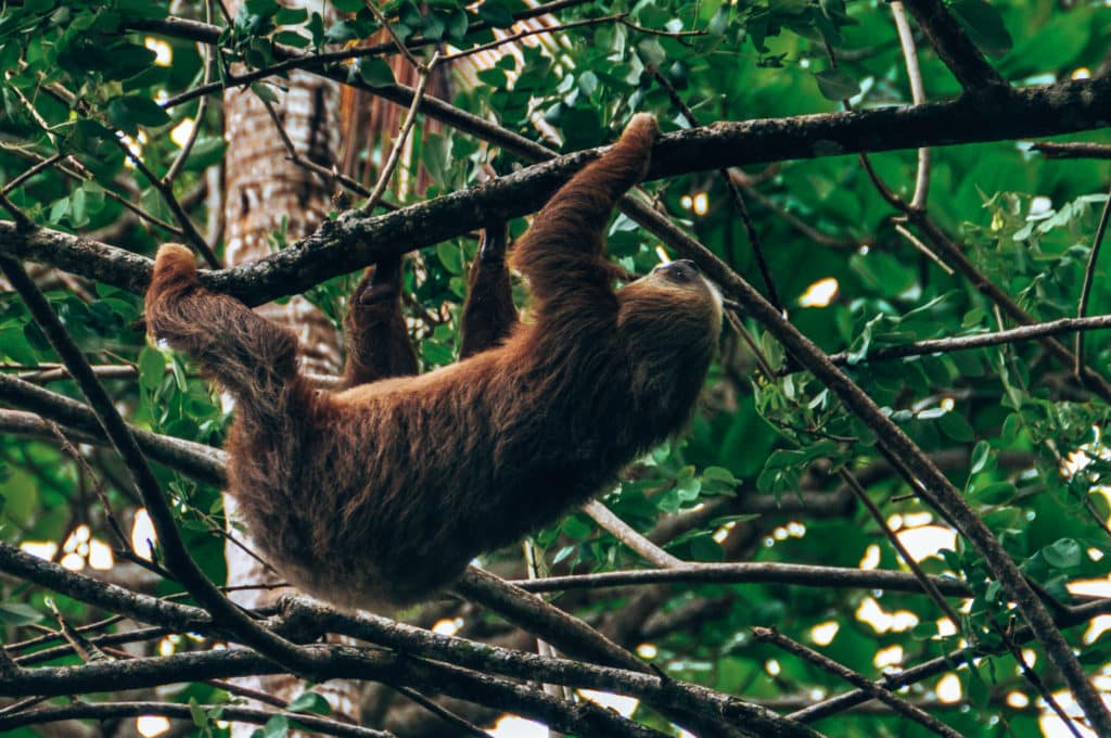 Sloth spotting while backpacking in Nicaragua Faultiere dürfen bei den Costa Rica Reisetipps nicht fehlen
