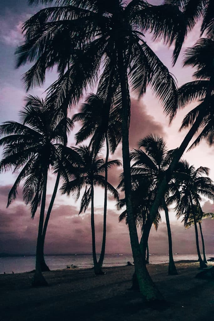 Palmtrees in Panama