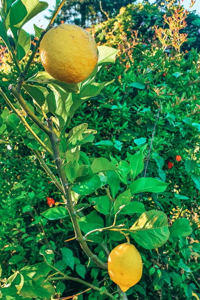 Tuscany-road-trip-jillonjourney (16) Lemontree in Tuscany