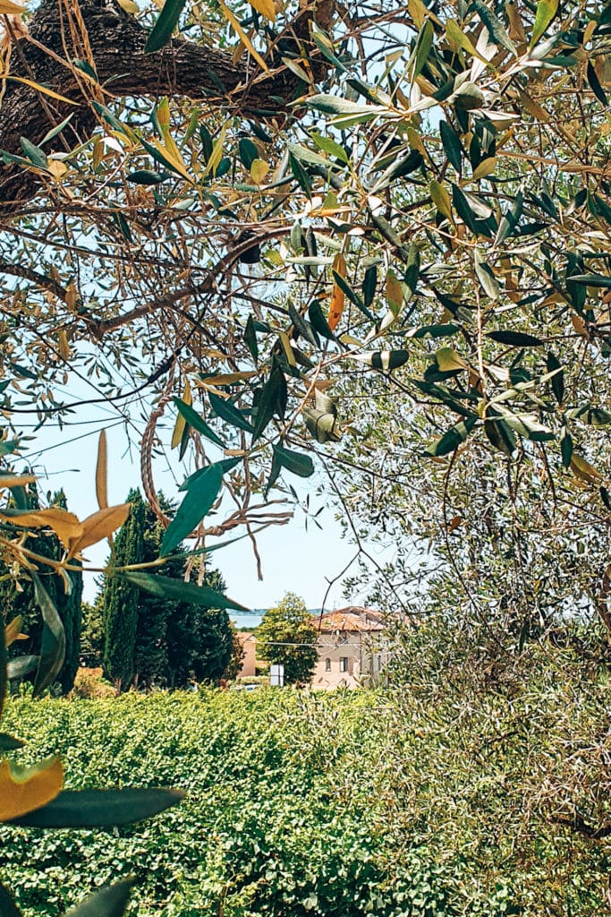 Tuscany-road-trip-jillonjourney (35) A Tuscan vineyard