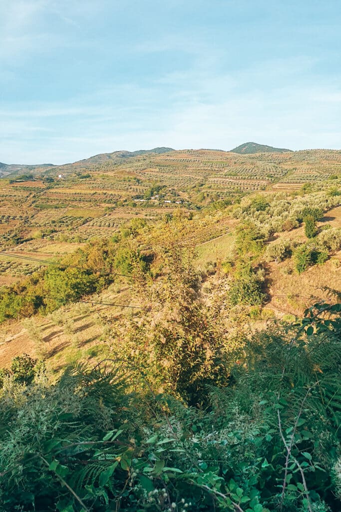 Albania_itinerary_jillonjourney (6) Vineyard close to Berat