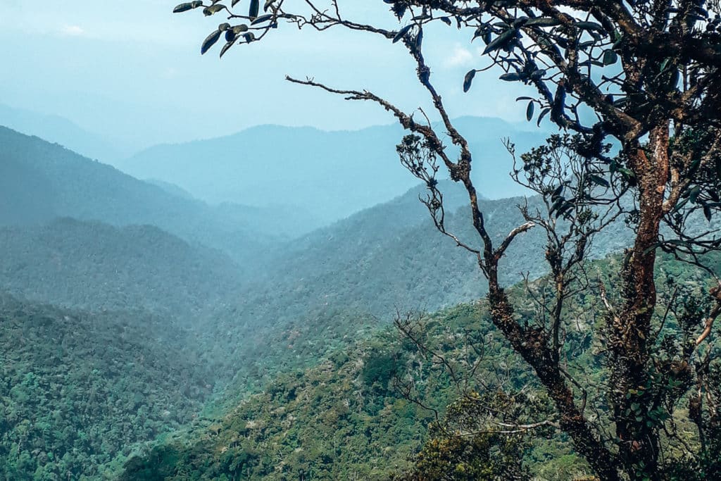 Jungles during a Malaysia itinerary / Dschungel beim Backpacking in Malaysia
