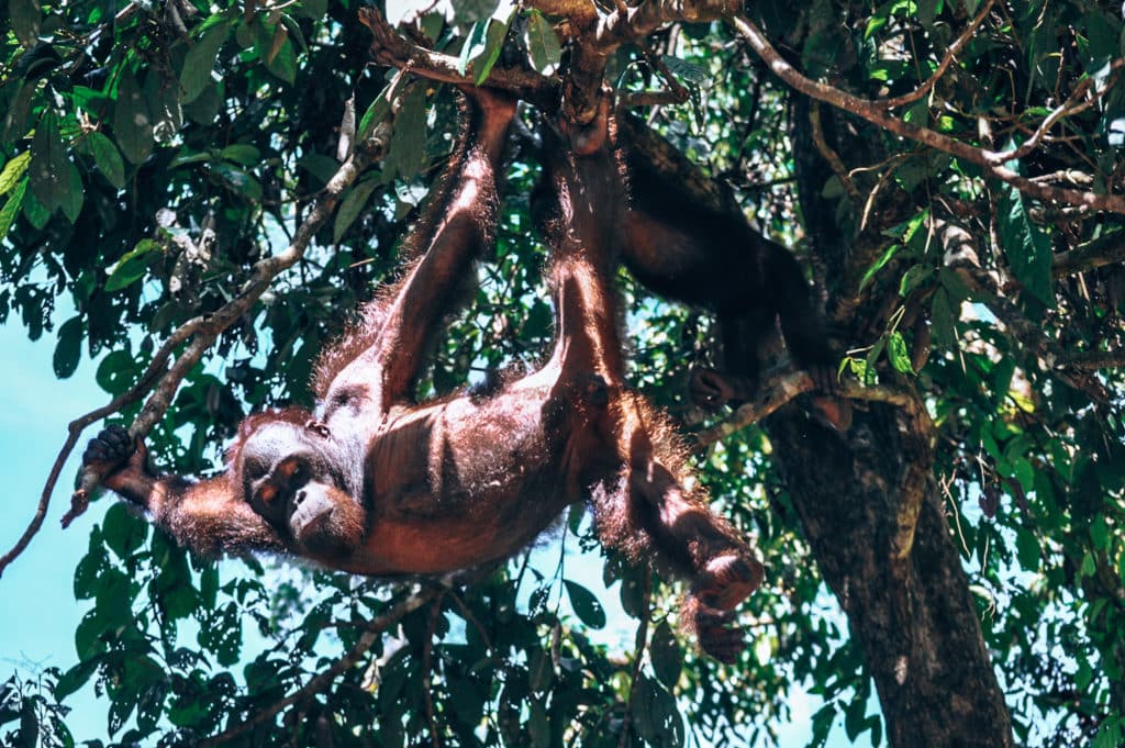 An orangutan on my Malaysia itinerary / ein Orang-Utan beim Backpacking in Malaysia auf der Malaysia Reiseroute