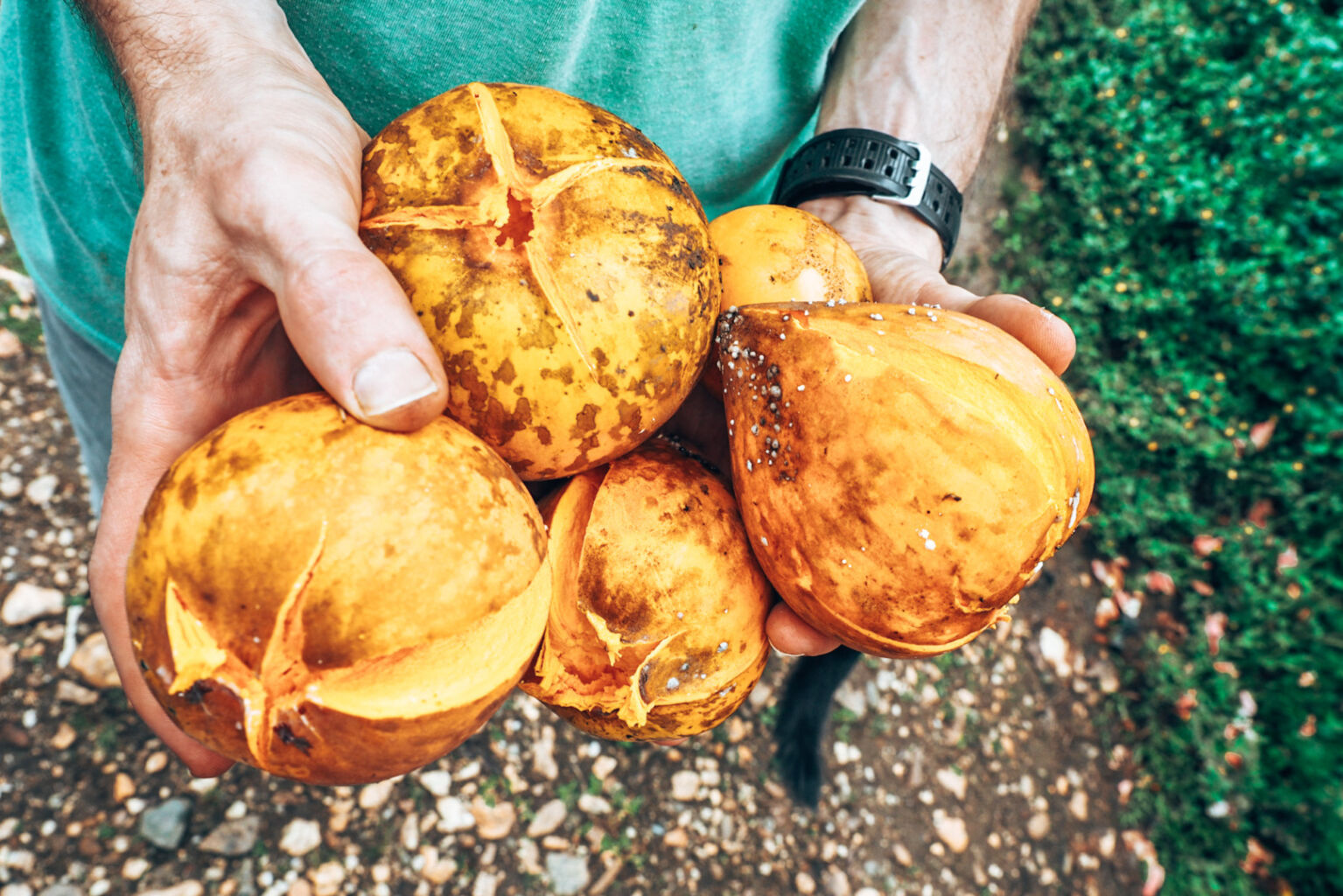 Frutas del Mundo