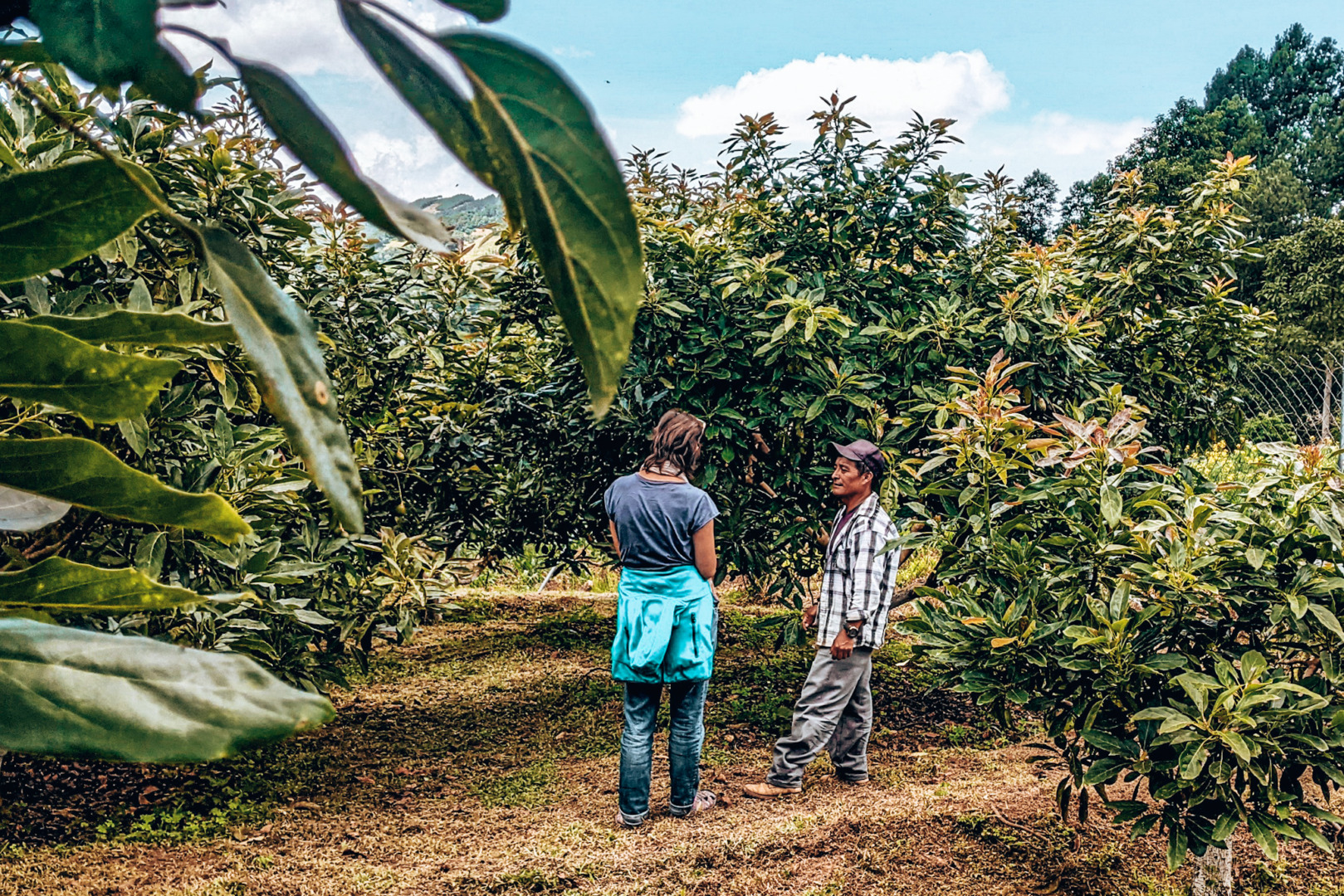 Panimatzalam Avocado Tour, Guatemala