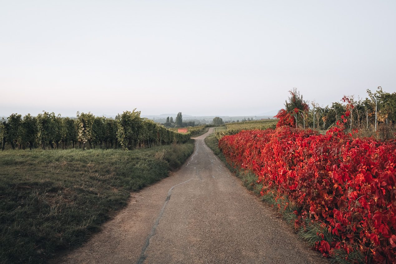 Wine Route in France