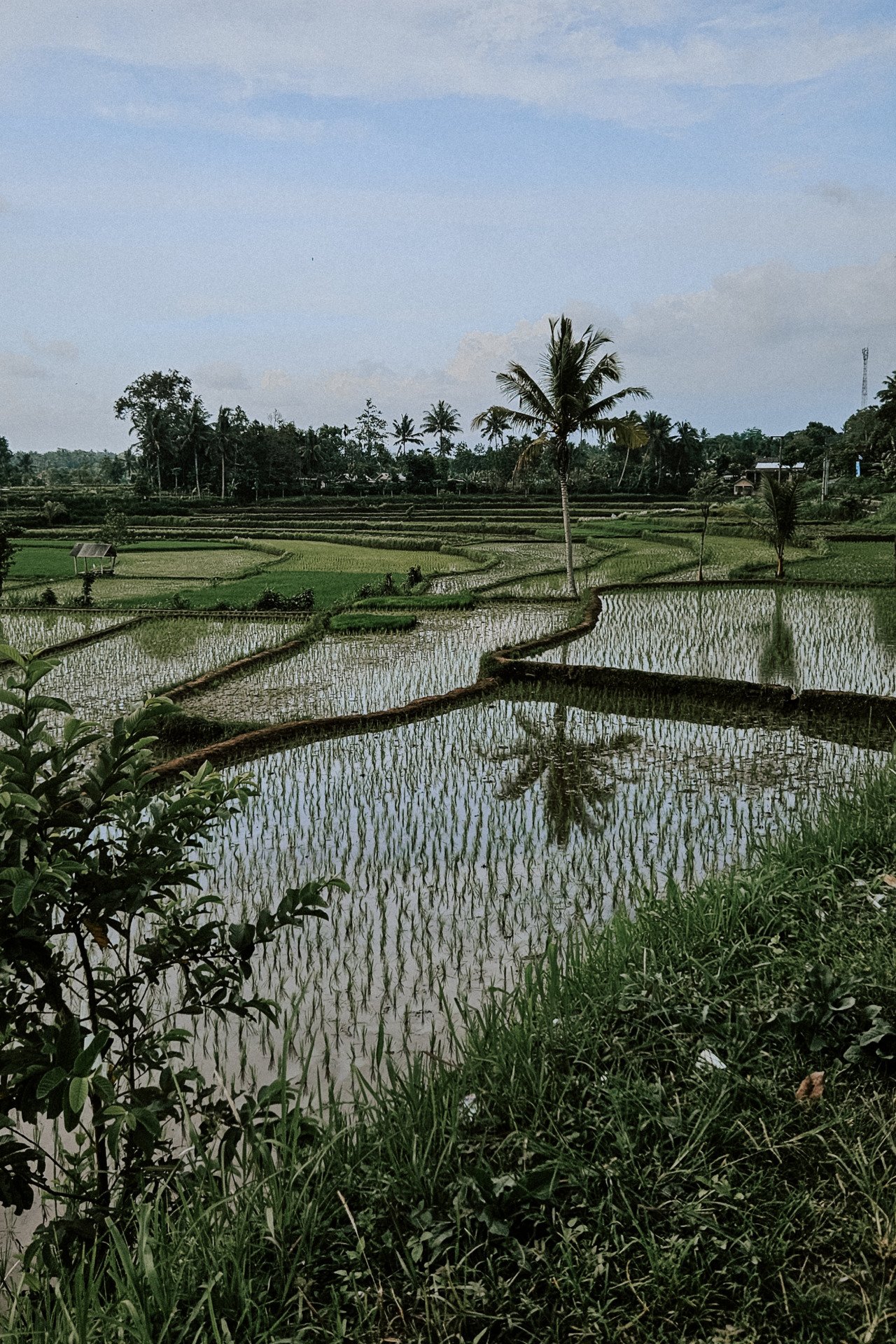 Rice fields in Lombok on our Indonesia itinerary