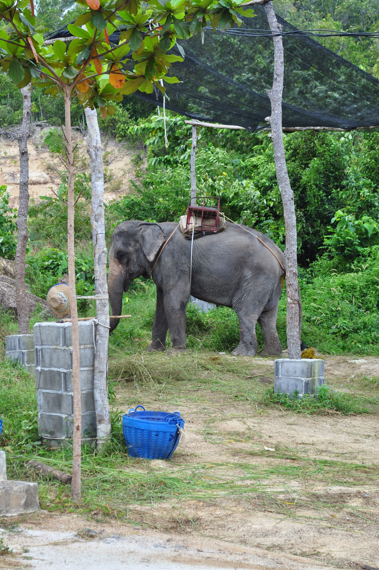 A suffering elephant in Thailand