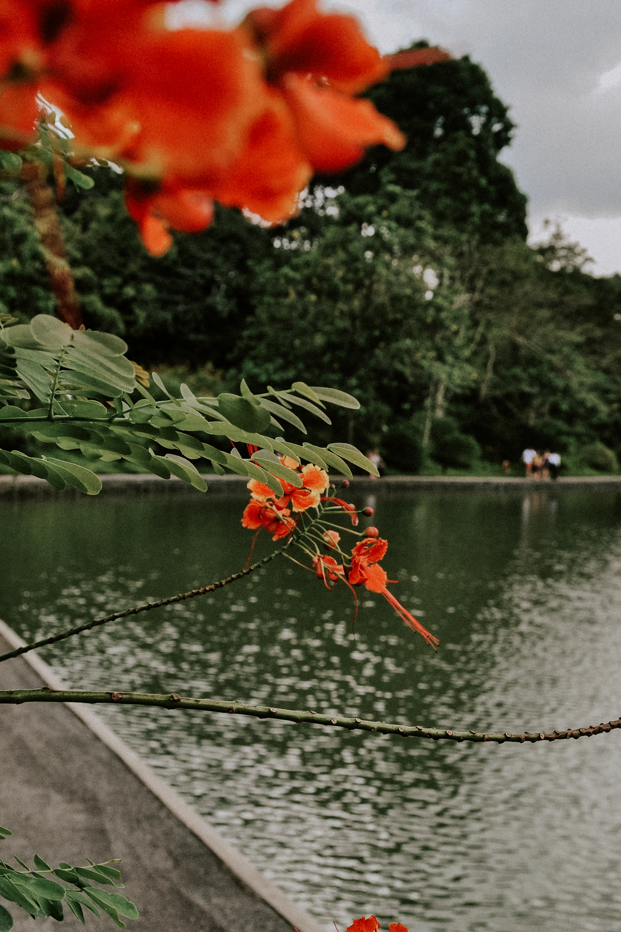 The parks are a must see in Singapore | Die grünen Parks sind ein richtig schöner Singapur Reisetipp