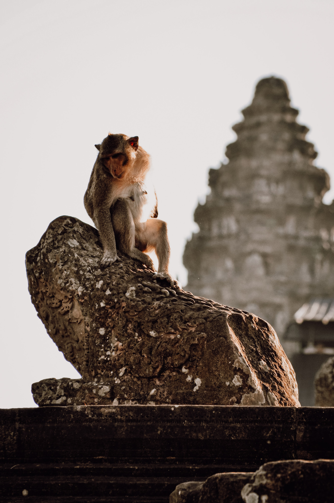 A monkey in Angkor Wat on my Cambodia itinerary