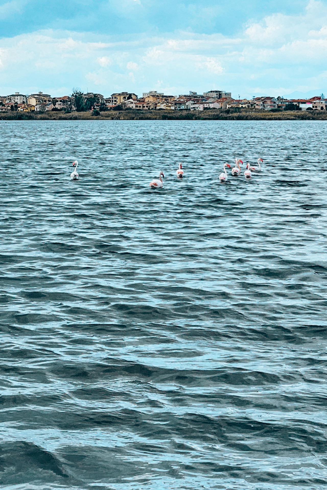 sardinia_roadtrip_itinerary_jillonjourney_1005_112658 Flamingos in Sardinia