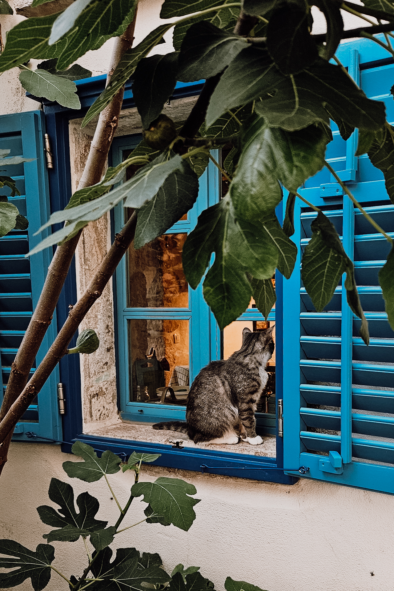 A cat in Krk Island