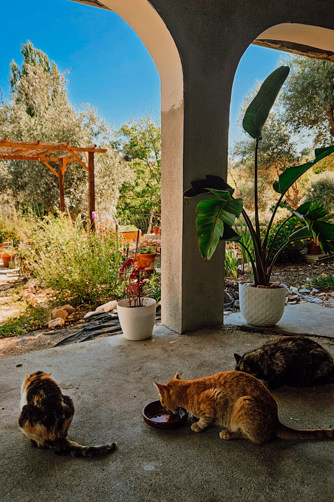 housesitting_jillonjourney_0711_174900 Taking car of cats through the housesitting app / TrustedHousesitters Erfahrungen mit Katzen