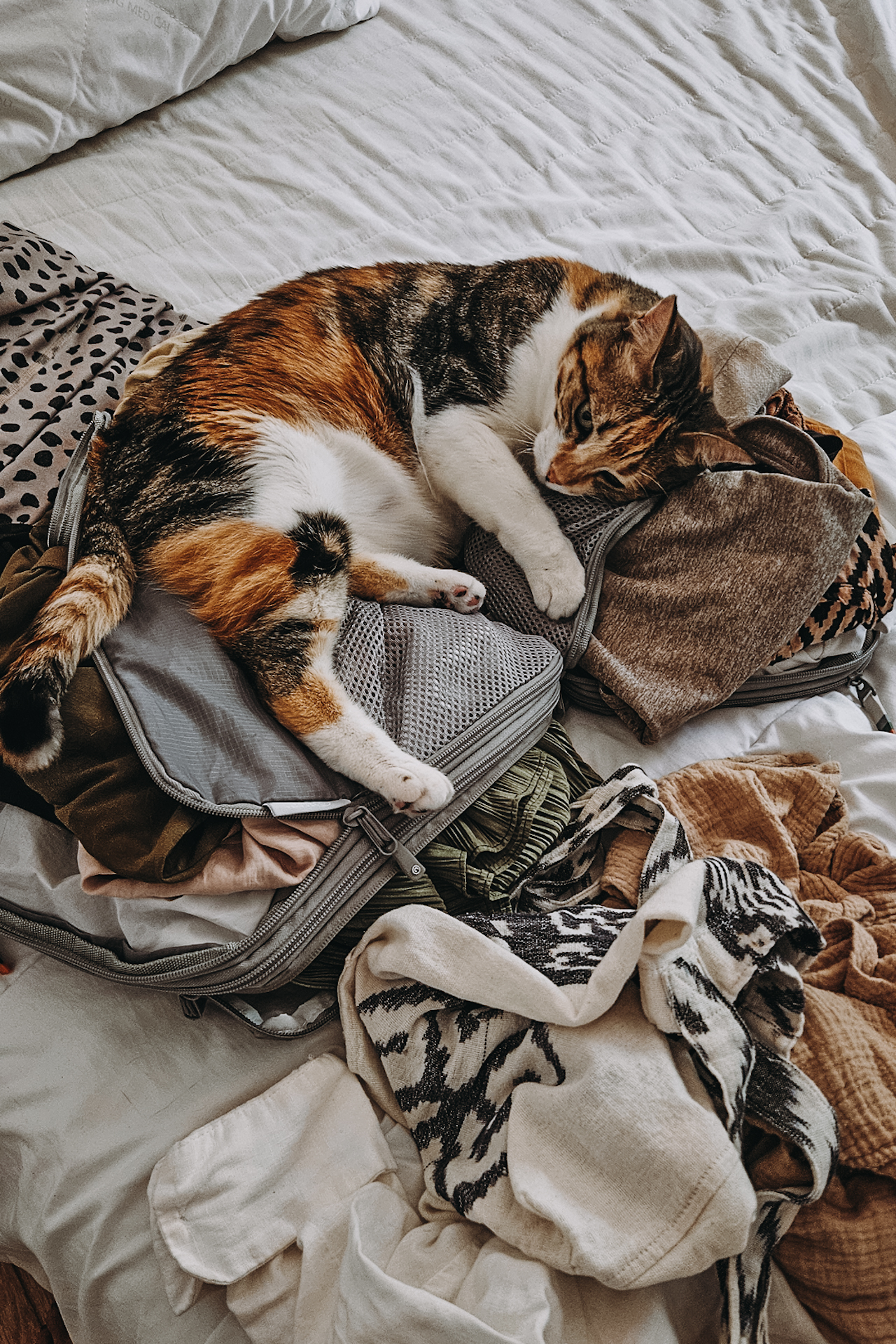 housesitting_jillonjourney_0717_141734 TrustedHousesitters review | cat on my bag / TrustedHousesitters Erfahrungen mit Katzen