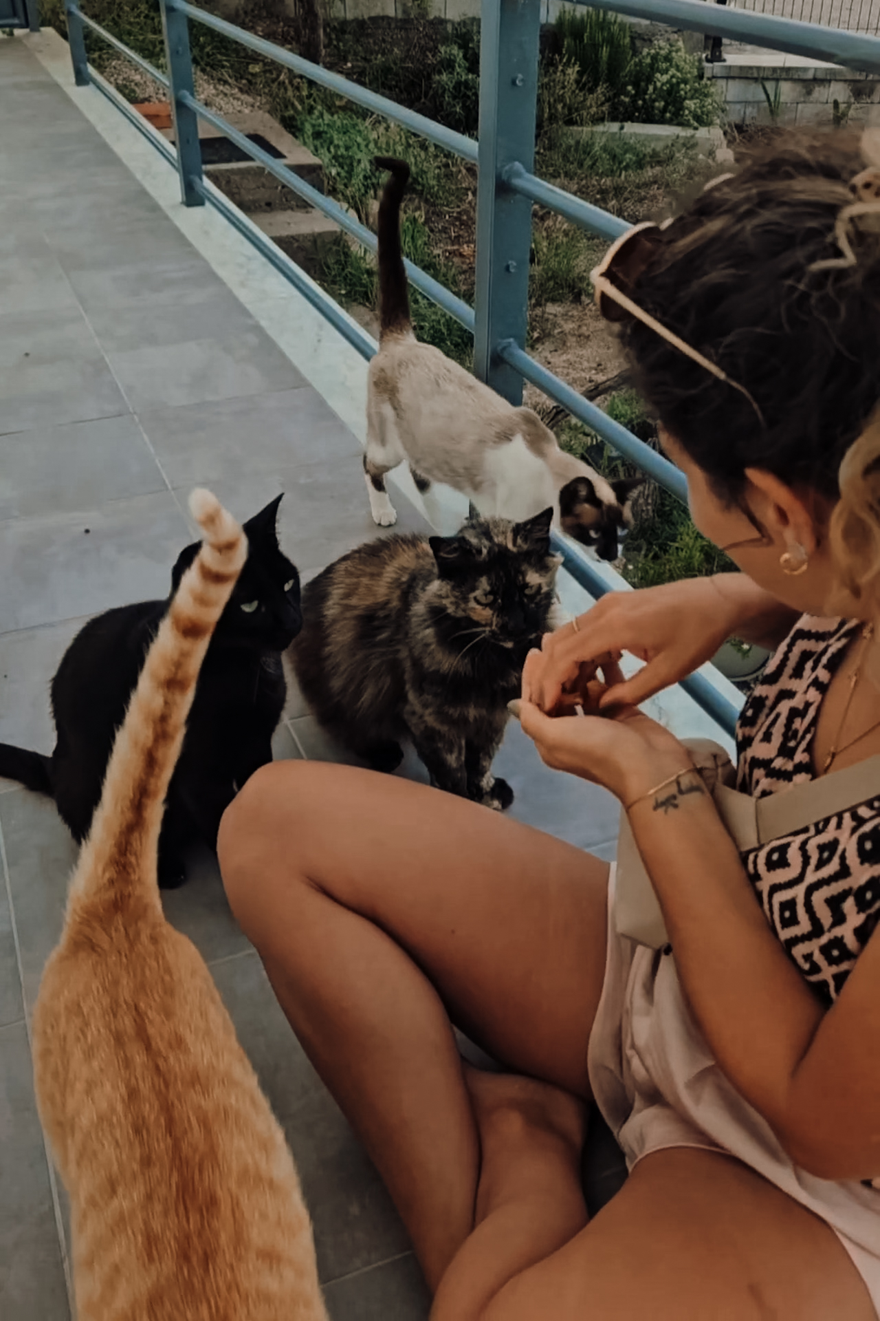 housesitting_jillonjourney_1205-193503 Feeding cats during house sitting