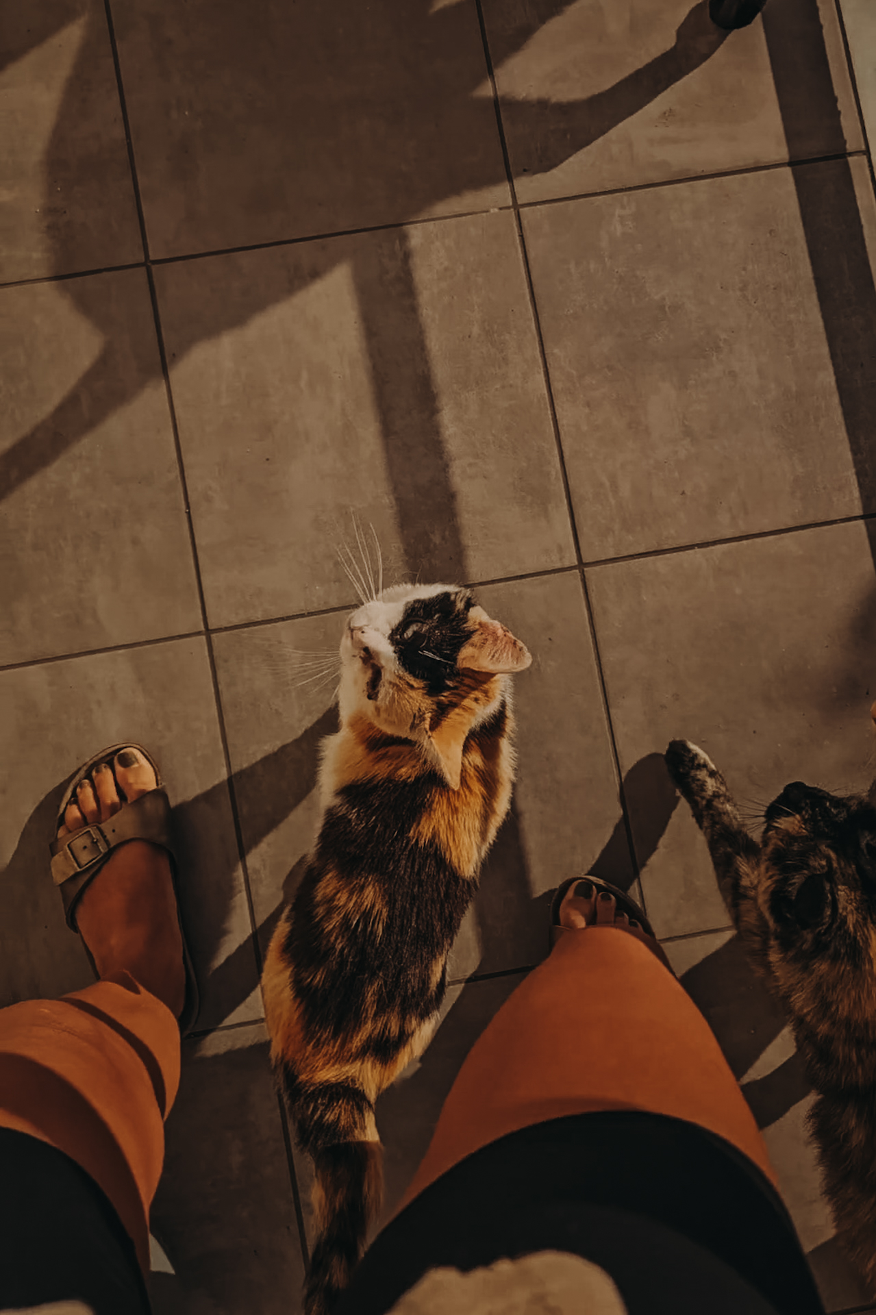 housesitting_jillonjourney_1205-193558 TrustedHousesitters review | me with cats