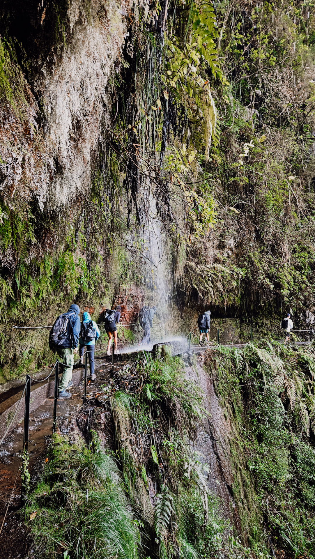 madeira_travel_guide_jillonjourney_160438 (4) Fanal Forest can't be missing among the best things to do in Madeira / Fanal Forest, kein Madeira Geheimtipp mehr