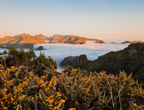 MADEIRA | Across lush flora, vast mountains and a breathtaking coast